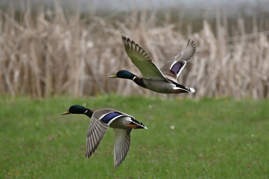 Influenza aviaire hautement pathogène